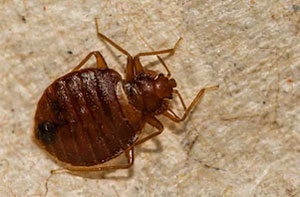 Bed Bug Control Pudsey (LS28)