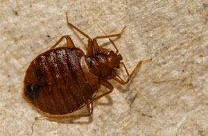 Bed Bug Control Chalfont St Peter (SL9)