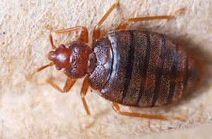 Bed Bug Control Middlewich (CW10)