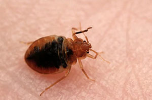 Bed Bug Control Bedford (MK40)