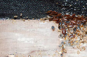 Bed Bug Control Newcastle-under-Lyme (ST5)