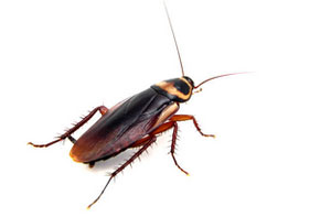 Cockroach Infestations Woodley