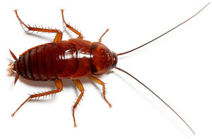 Cockroach Infestations Preesall