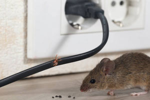 Pest Control Cirencester