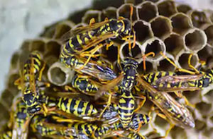 Wasp Nest Removal Mansfield (01623)