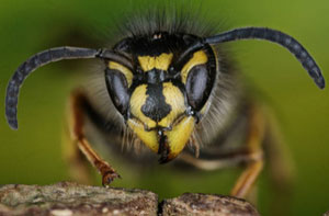 Wasp Control Heysham