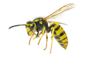 Wasp Control Glenrothes