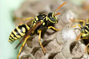 Wasp Nest Removal Penarth (029)