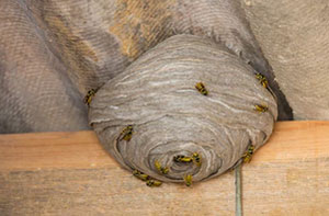Wasp Nest Removal Rugeley (01889)