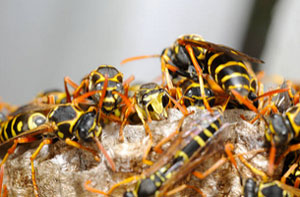 Wasp Control March