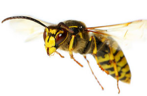 Wasp Control Cramlington