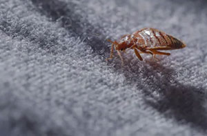 Bed Bug Control Up Holland (WN8)