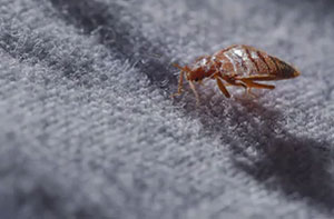 Bed Bug Control Bishops Stortford (CM23)