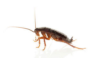 Cockroach Infestations Bury