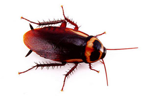 Cockroach Infestations London Colney