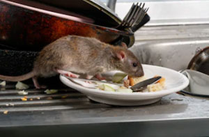 Pest Control Ripley Derbyshire (DE5) Pest Control Ripley Derbyshire (DE5)