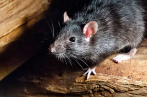 Pest Control Folkestone Kent (CT18) Pest Control Folkestone Kent (CT18)