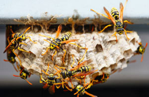 Wasp Control Matlock