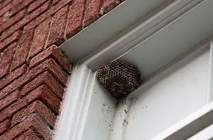 Wasp Nest Removal Gosport (023)