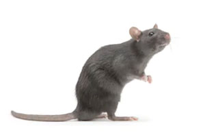 Pest Control Sale Greater Manchester (M33)