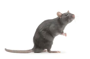 Pest Control Newtownabbey Northern Ireland (BT36) Pest Control Newtownabbey Northern Ireland (BT36)