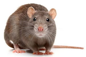 Pest Control Crediton Devon (EX17) Pest Control Crediton Devon (EX17)