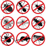 Castlereagh Pest Control Near Me (BT6) Castlereagh Pest Control Near Me (BT6)