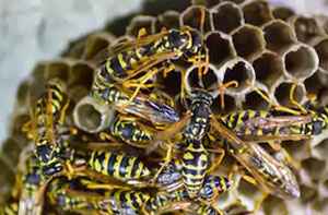 Wasp Nest Removal Bury St Edmunds (01284)
