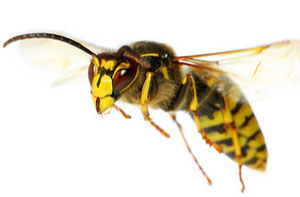 Wasp Control St Helens