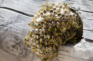 Wasp Nest Removal Desborough (01536)