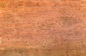 Woodworm Treatment Ilminster