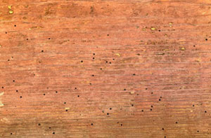 Woodworm Treatment Warminster