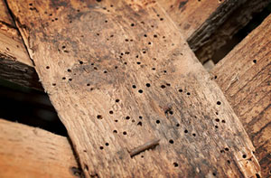 Woodworm Treatment Thornaby