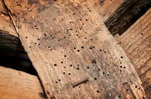 Woodworm Treatment Gainsborough