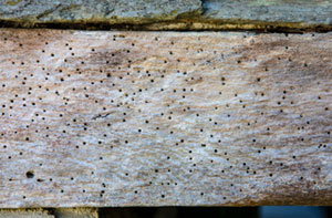 Woodworm Treatment Uttoxeter Woodworm Treatment Uttoxeter